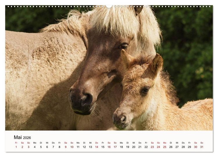 Produktbild: Isl&auml;nder - icelandic horses (Wandkalender 2026 DIN A2 quer), CALVENDO Monatskalender