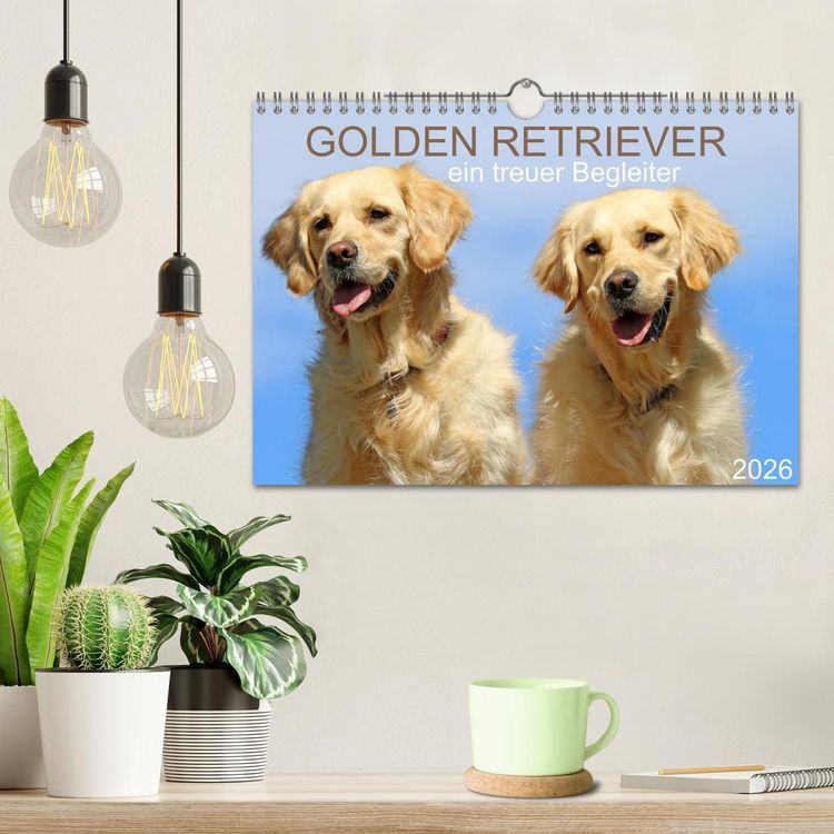 Produktbild: Golden Retriever ein treuer Begleiter (Wandkalender 2026 DIN A4 quer), CALVENDO Monatskalender