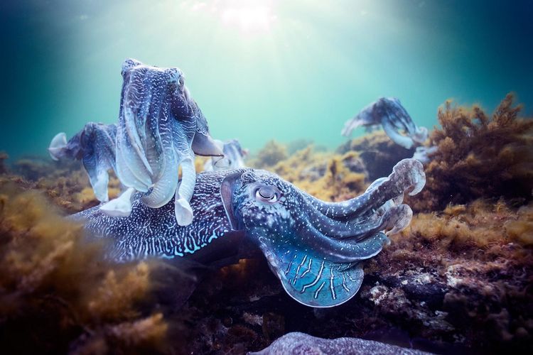 Produktbild: UNSER BLAUER PLANET II - Die komplette ungek&uuml;rzte Serie zur ARD-Reihe "Der blaue Planet" [3 BRs]