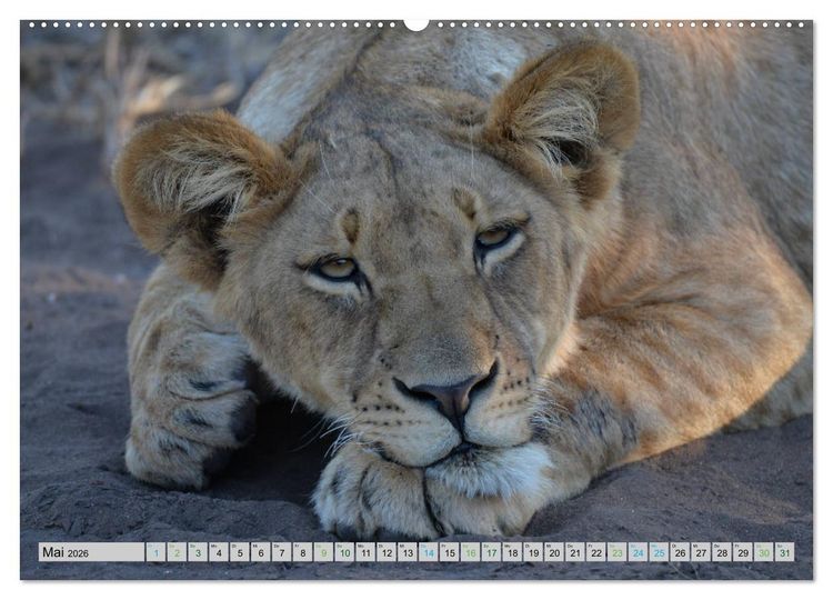 Produktbild: L&ouml;wen. Die K&ouml;nige Afrikas (Wandkalender 2026 DIN A2 quer), CALVENDO Monatskalender