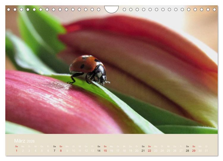 Produktbild: Kleine Gl&uuml;cksk&auml;fer (Wandkalender 2026 DIN A4 quer), CALVENDO Monatskalender