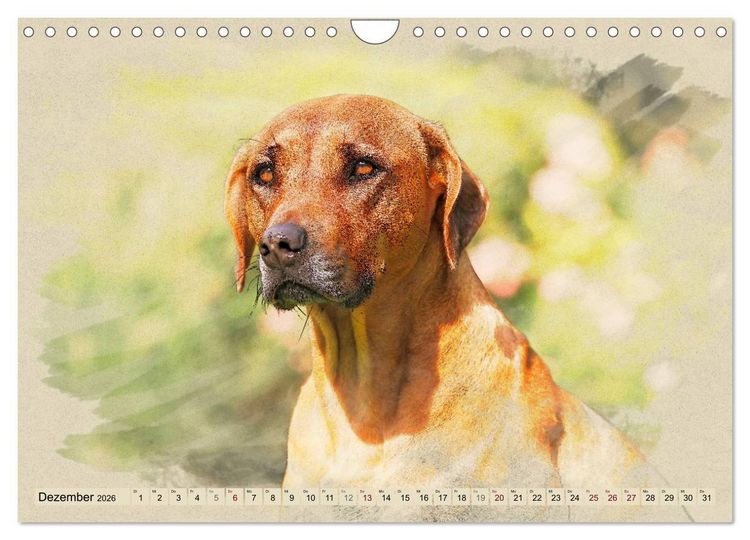 Produktbild: Rhodesian Ridgeback 2026 (Wandkalender 2026 DIN A4 quer), CALVENDO Monatskalender