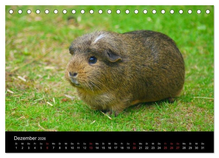 Produktbild: Meerschweinchen und Zwergkaninchen (Tischkalender 2026 DIN A5 quer), CALVENDO Monatskalender