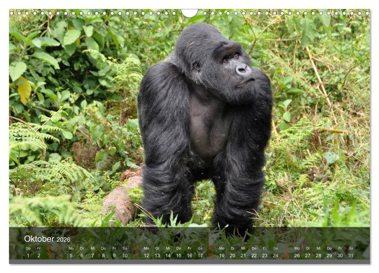Produktbild: Gorillas. Friedliebende Kraftpakete (Wandkalender 2026 DIN A3 quer), CALVENDO Monatskalender