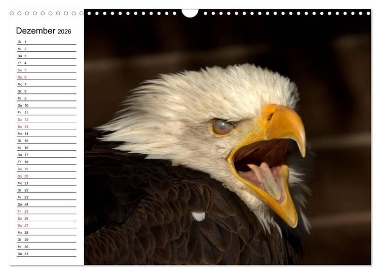 Produktbild: Der Wei&szlig;kopfseeadler (Wandkalender 2026 DIN A3 quer), CALVENDO Monatskalender