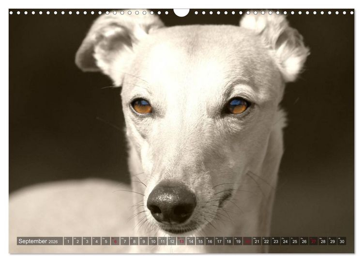 Produktbild: Windhunde eye-catcher (Wandkalender 2026 DIN A3 quer), CALVENDO Monatskalender