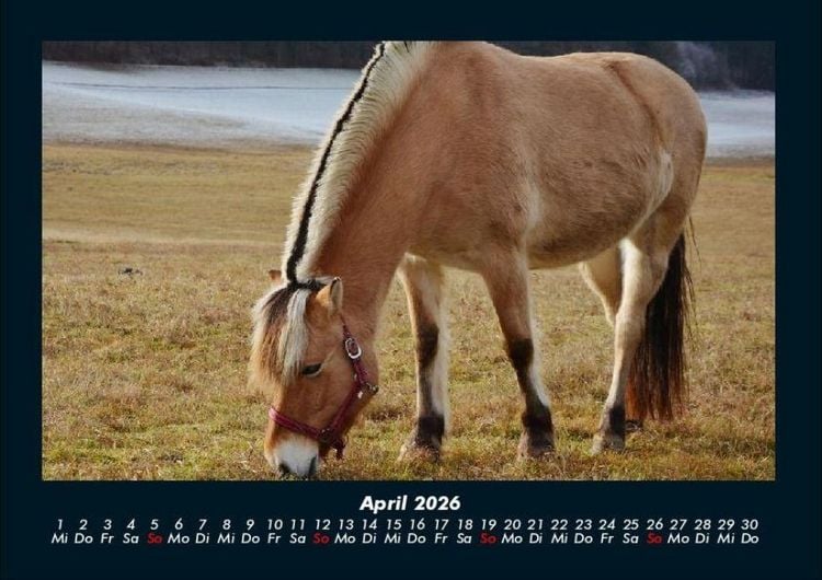 Produktbild: Pferde Kalender 2026 Fotokalender DIN A4