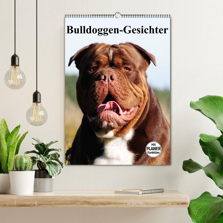 Produktbild: Bulldoggen-Gesichter (Wandkalender 2026 DIN A2 hoch), CALVENDO Monatskalender