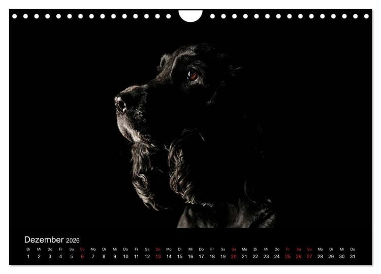 Produktbild: Dogs (Wandkalender 2026 DIN A4 quer), CALVENDO Monatskalender