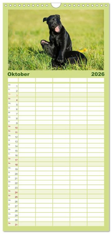 Produktbild: Familienplaner 2026 - Labrador Retriever 2026 mit 5 Spalten (Wandkalender, 21 x 45 cm) CALVENDO