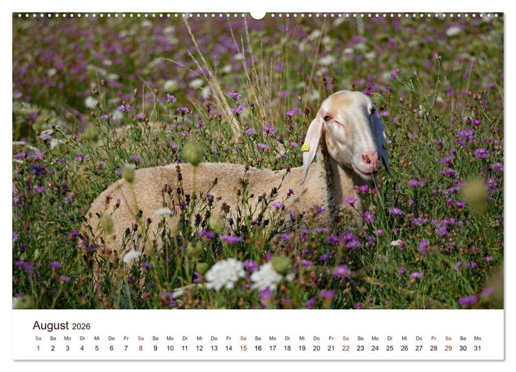Produktbild: Sch&ouml;ne Schafe (Wandkalender 2026 DIN A2 quer), CALVENDO Monatskalender