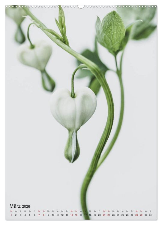 Produktbild: Pure Flowers (Wandkalender 2026 DIN A2 hoch), CALVENDO Monatskalender