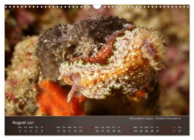 Produktbild: Nudibranchs on the ocean floor (Wall Calendar 2027 DIN A3 landscape), CALVENDO 12 Month Wall Calendar