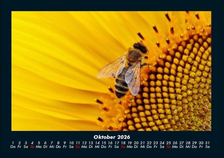 Produktbild: Bienen 2026 Fotokalender DIN A4