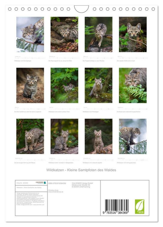 Produktbild: Wildkatzen - Kleine Samtpfoten des Waldes (Wandkalender 2026 DIN A4 hoch), CALVENDO Monatskalender