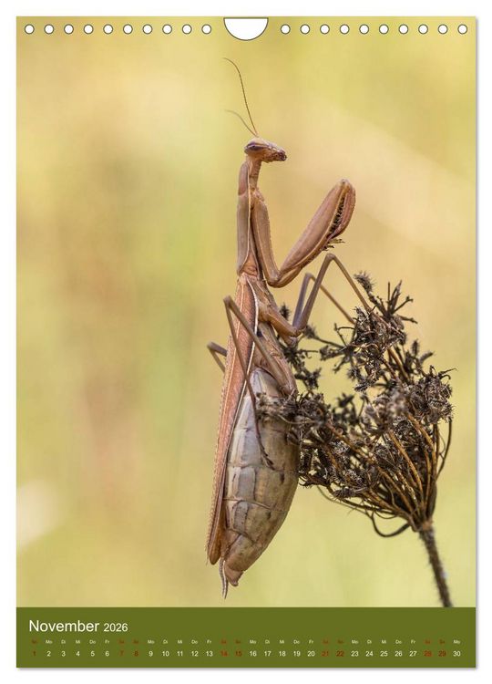 Produktbild: Die Gottesanbeterin. R&auml;uber der Insektenwelt. (Wandkalender 2026 DIN A4 hoch), CALVENDO Monatskalender