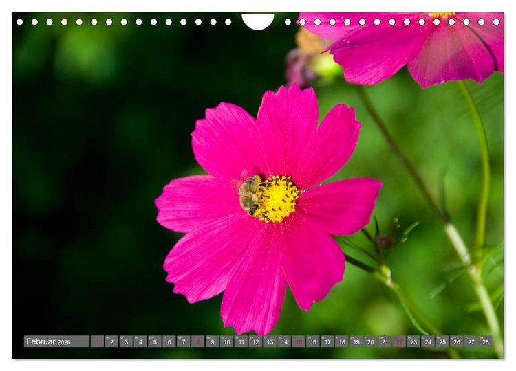 Produktbild: Blumenpracht der Welt (Wandkalender 2026 DIN A4 quer), CALVENDO Monatskalender