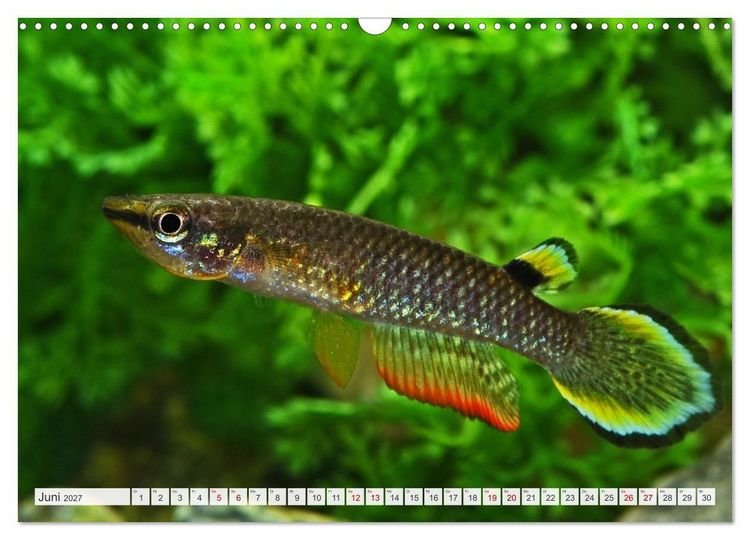 Produktbild: Beliebte Fische der Welt (Wandkalender 2027 DIN A3 quer), CALVENDO Monatskalender