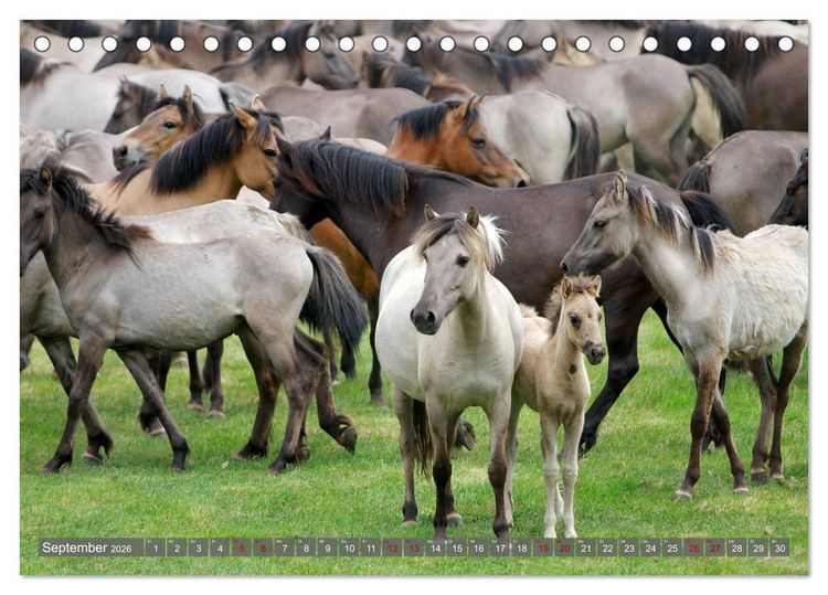 Produktbild: D&uuml;lmener Wildpferde - Wildpferde im Meerfelder Bruch (Tischkalender 2026 DIN A5 quer), CALVENDO Monatskalender