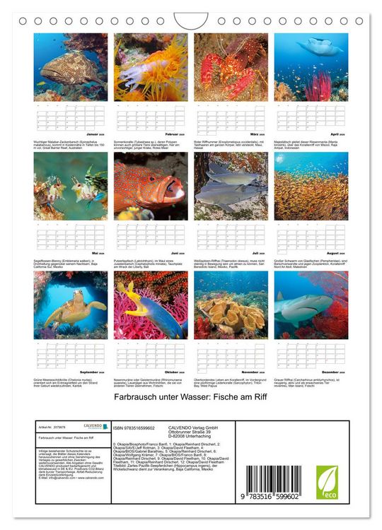 Produktbild: Farbrausch unter Wasser: Fische am Riff (Wandkalender 2026 DIN A4 hoch), CALVENDO Monatskalender