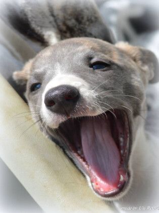 Produktbild: CALVENDO Puzzle Classy Whippets | 1000 Teile Lege-Gr&ouml;&szlig;e 64x48cm Foto-Puzzle f&uuml;r gl&uuml;ckliche Stunden