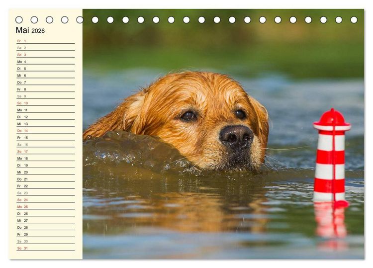 Produktbild: Das Gl&uuml;ck hat einen Namen - Golden Retriever (Tischkalender 2026 DIN A5 quer), CALVENDO Monatskalender