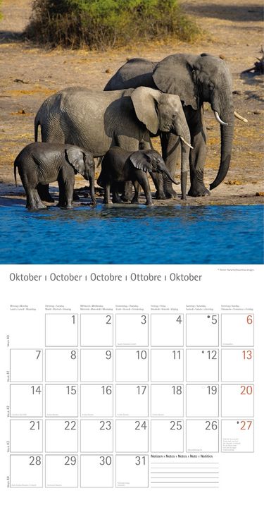 Produktbild: Elefanten - T & C-Kalender 2013