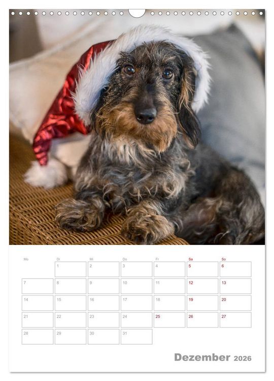 Produktbild: Dackelportraits (Wandkalender 2026 DIN A3 hoch), CALVENDO Monatskalender