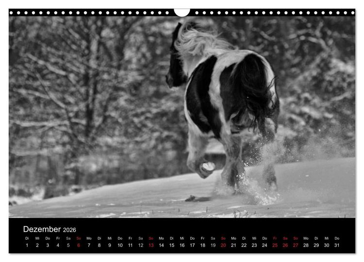 Produktbild: Pferde 2026 Wild Thing (Wandkalender 2026 DIN A3 quer), CALVENDO Monatskalender
