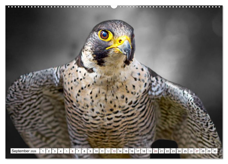 Produktbild: Erfolgreiche J&auml;ger (hochwertiger Premium Wandkalender 2026 DIN A2 quer), Kunstdruck in Hochglanz