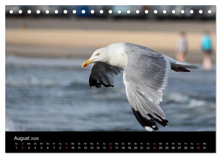 Produktbild: Spontane Fotografie - M&ouml;wen (Tischkalender 2026 DIN A5 quer), CALVENDO Monatskalender
