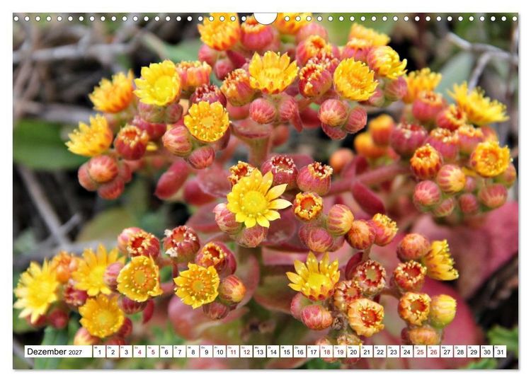 Produktbild: Bl&uuml;tenzauber auf Madeira. Wildblumen und Ziergew&auml;chse (Wandkalender 2027 DIN A3 quer), CALVENDO Monatskalender