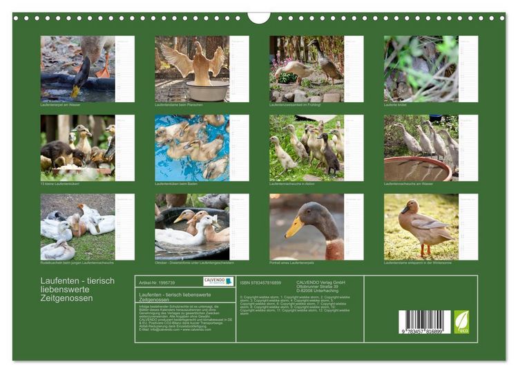 Produktbild: Laufenten - tierisch liebenswerte Zeitgenossen (Wandkalender 2026 DIN A3 quer), CALVENDO Monatskalender