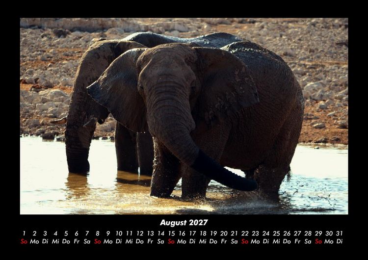 Produktbild: Der Elefantenkalender 2027 Fotokalender DIN A3