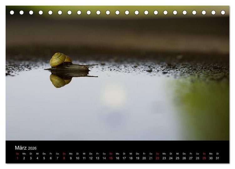 Produktbild: Kleine B&auml;nderschnecke ganz gro&szlig; - Gem&uuml;tlich durch das neue Jahr (Tischkalender 2026 DIN A5 quer), CALVENDO Monatskalender