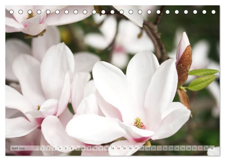 Produktbild: Magnolien Ein Bl&uuml;tenrausch (Tischkalender 2026 DIN A5 quer), CALVENDO Monatskalender