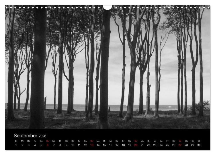 Produktbild: B&auml;ume trees 2026 (Wandkalender 2026 DIN A3 quer), CALVENDO Monatskalender