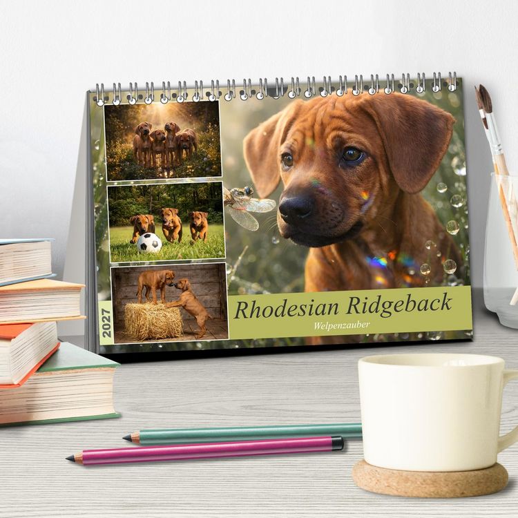 Produktbild: Rhodesian Ridgeback - Welpenzauber (Tischkalender 2027 DIN A5 quer), CALVENDO Monatskalender