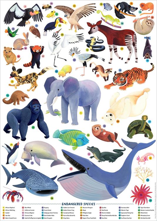 Produktbild: Guess My Animal!