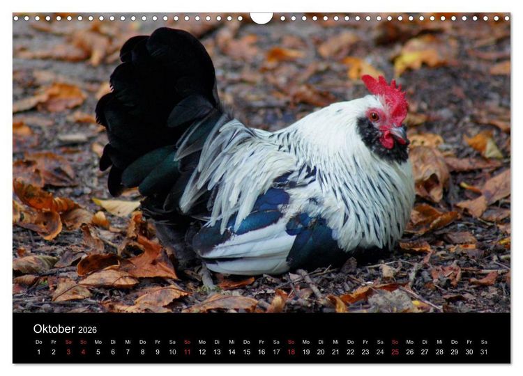 Produktbild: Die Welt der H&uuml;hner (Wandkalender 2026 DIN A3 quer), CALVENDO Monatskalender