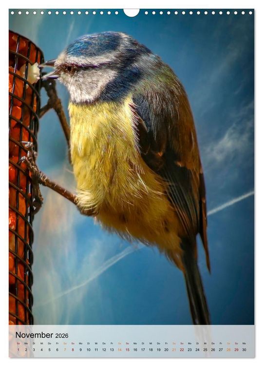 Produktbild: V&ouml;gel - gefiederte Freunde in unserer Natur (Wandkalender 2026 DIN A3 hoch), CALVENDO Monatskalender