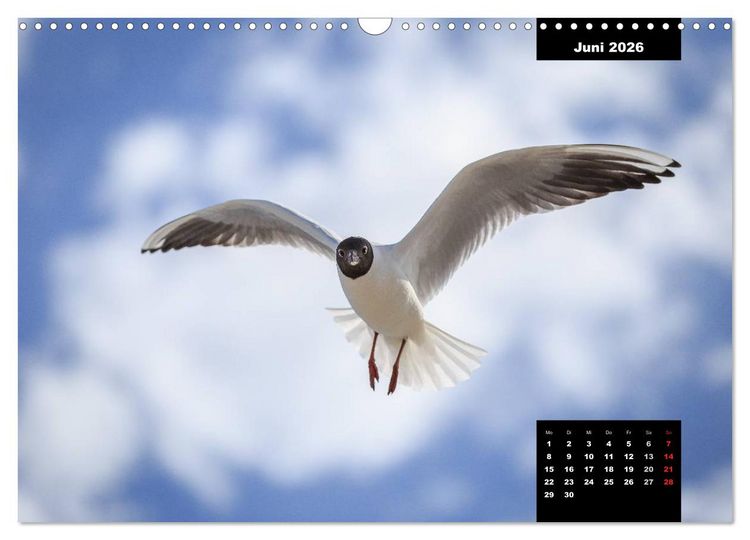 Produktbild: Maritime Seebilder - Von der Ostsee zur Nordsee (Wandkalender 2026 DIN A3 quer), CALVENDO Monatskalender