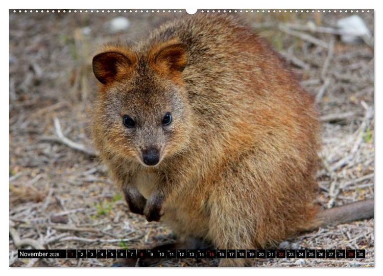 Produktbild: Australiens Tierwelt (Wandkalender 2026 DIN A2 quer), CALVENDO Monatskalender