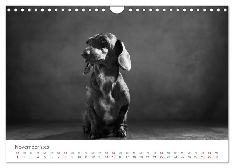 Produktbild: Hundeportraits Fine Art (Wandkalender 2026 DIN A4 quer), CALVENDO Monatskalender