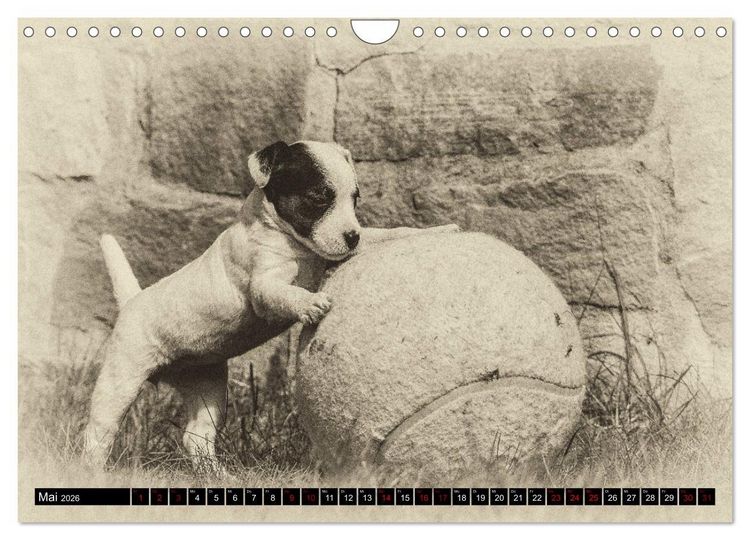 Produktbild: Parson Jack Russel Welpen (Wandkalender 2026 DIN A4 quer), CALVENDO Monatskalender