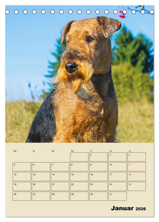 Produktbild: Airedale Terrier - Temperament auf 4 Pfoten (Tischkalender 2026 DIN A5 hoch), CALVENDO Monatskalender
