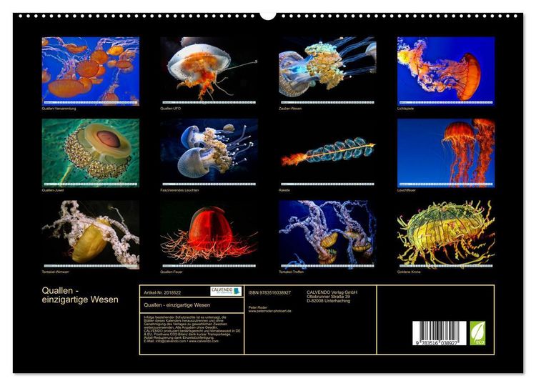 Produktbild: Quallen - einzigartige Wesen (hochwertiger Premium Wandkalender 2026 DIN A2 quer), Kunstdruck in Hochglanz