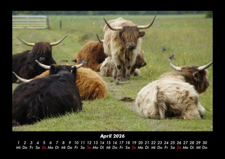Produktbild: Kuhkalender 2026 Fotokalender DIN A3