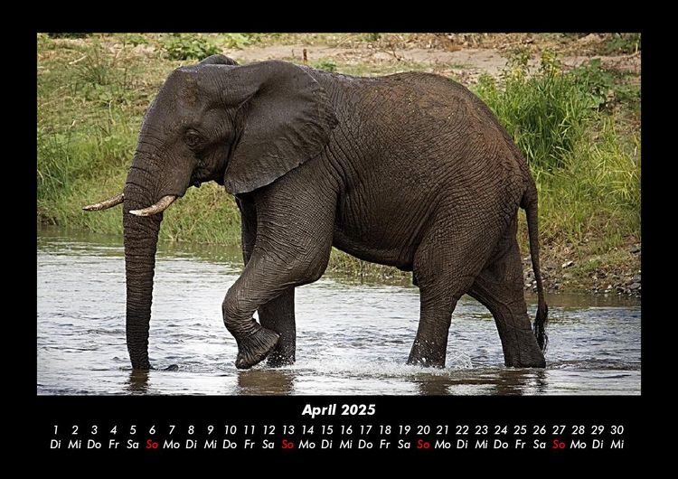 Produktbild: Elefanten - Die sanften Riesen Afrikas 2025 Fotokalender DIN A3