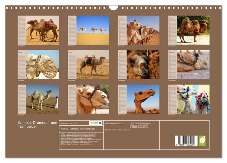 Produktbild: Kamele. Dromedar und Trampeltier (Wandkalender 2026 DIN A3 quer), CALVENDO Monatskalender